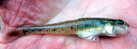 Pomatoschistus lozanoi_01